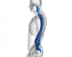 腰痛に対する背骨(脊椎)矯正法の科学サムネイル