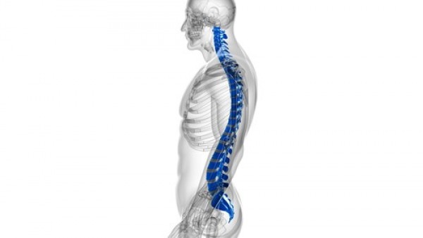 腰痛に対する背骨(脊椎)矯正法の科学サムネイル